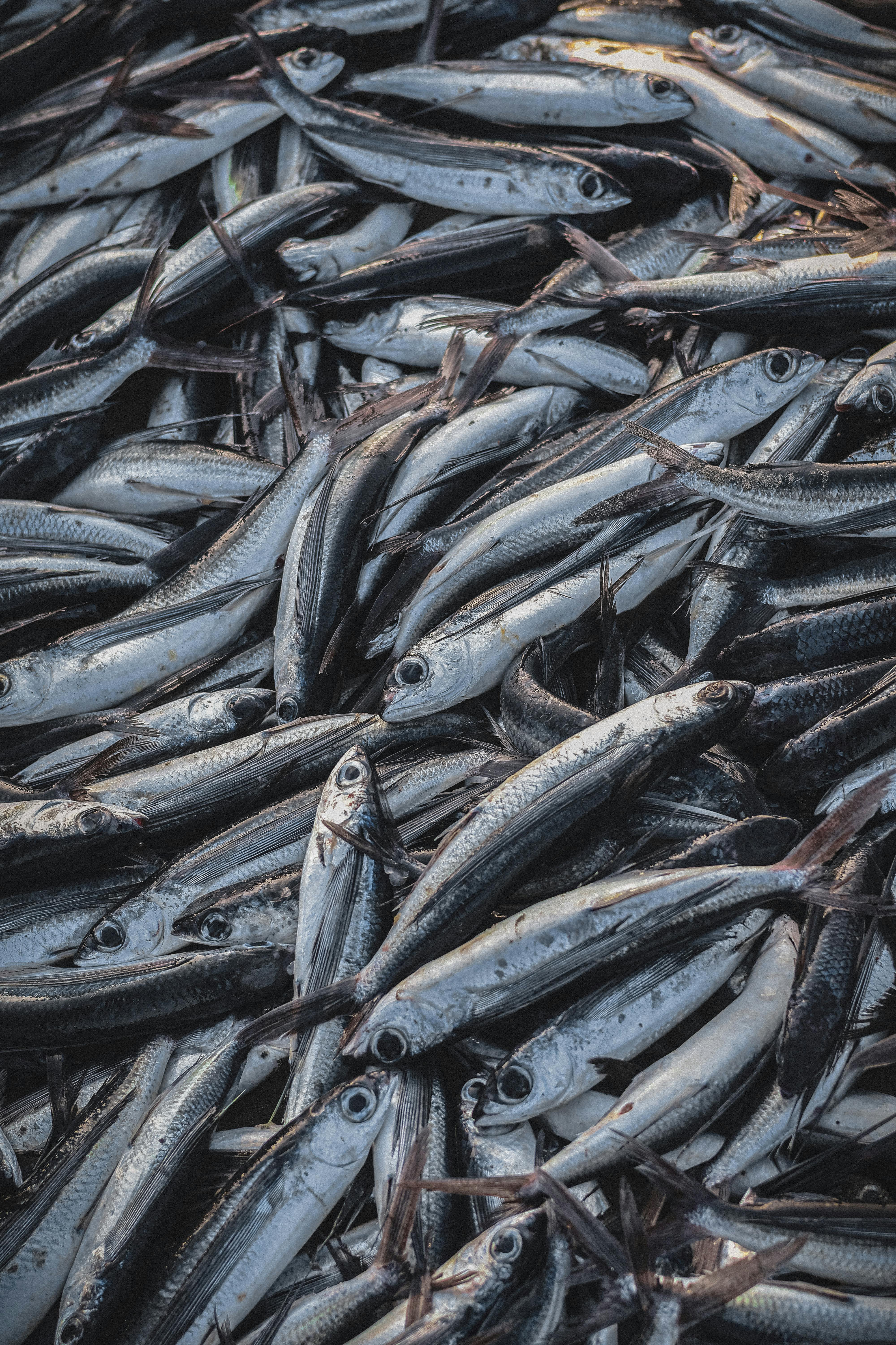 Poissons الاسماك